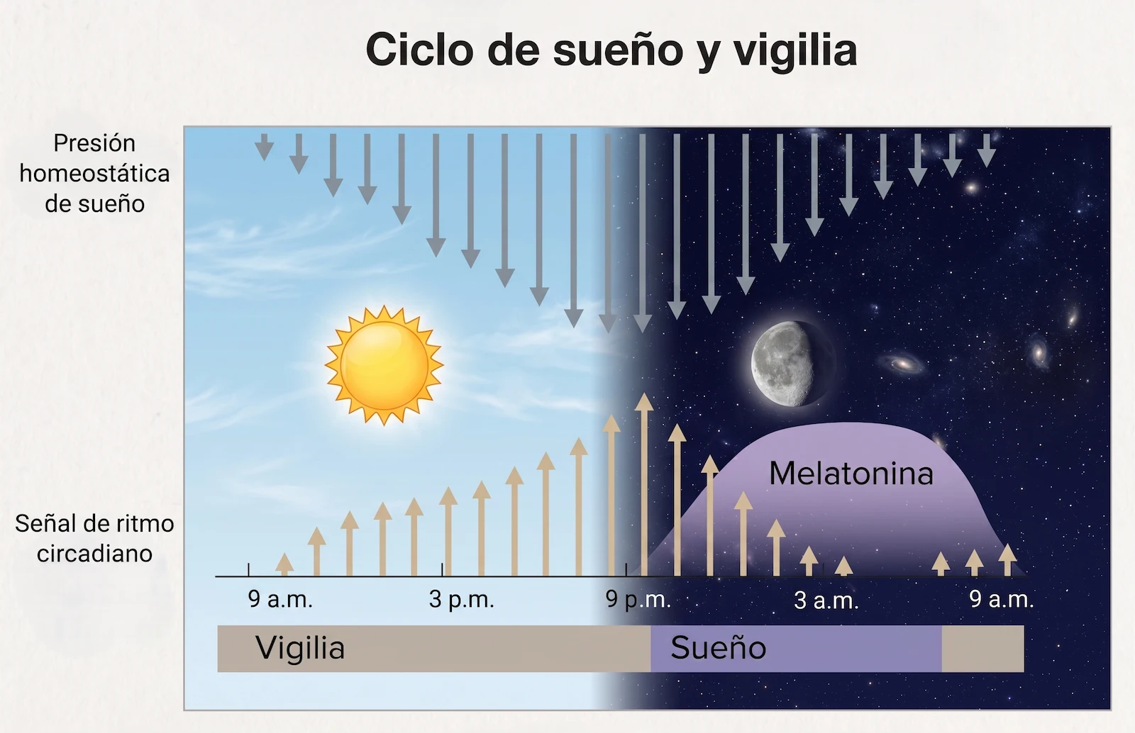 Ciclo sueño-vigilia